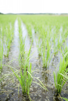 noriphoto